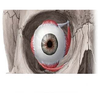 oculoplasty